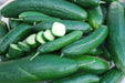Muncher Burpless Cucumber