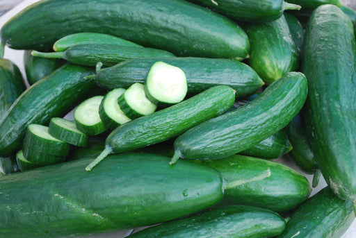 Muncher Burpless Cucumber