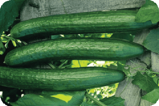 Bulk: Early Spring Burpless Hybrid Cucumber Seeds