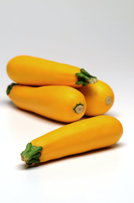 Bulk: Easy Pick Gold II Hybrid Zucchini Seeds