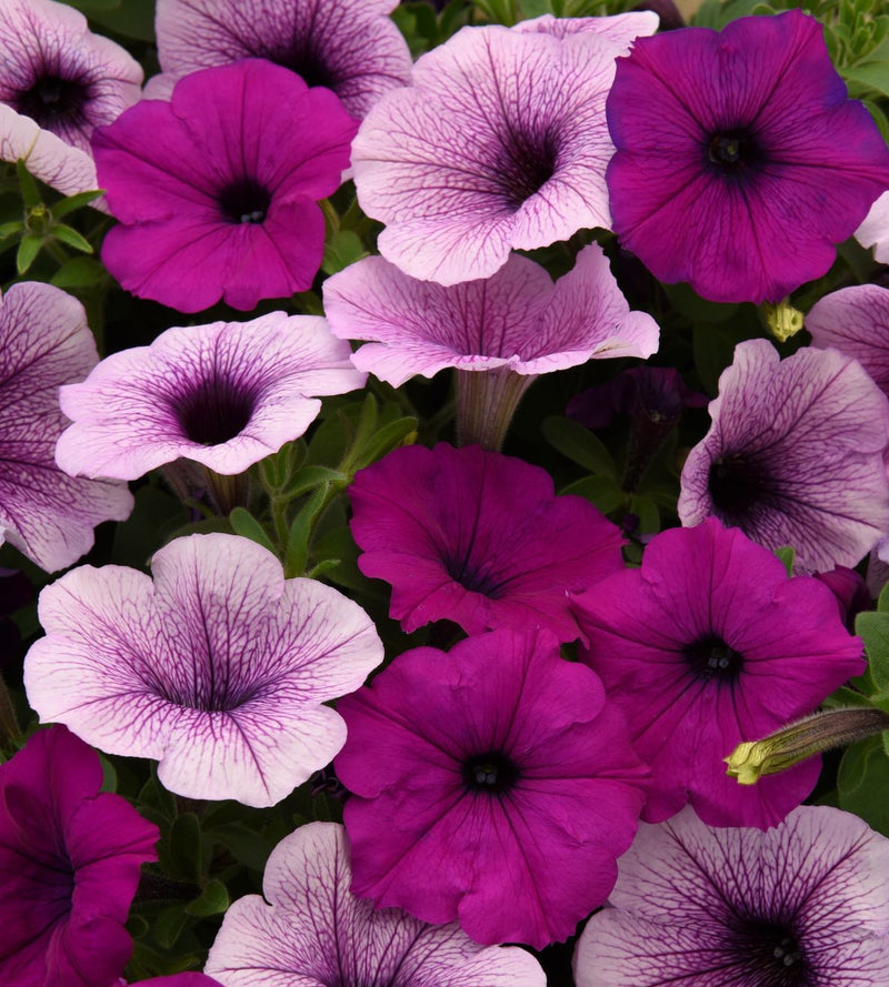 Bulk: Easy Wave Plum Pudding Mix Hybrid Petunia Seeds