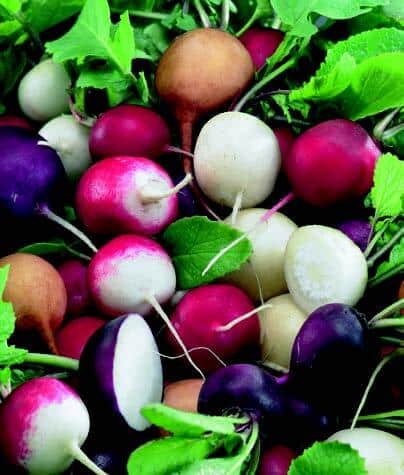 Bulk: Fiesta Blend Radish