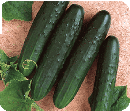 Bulk: General Lee Hybrid Cucumber Seeds