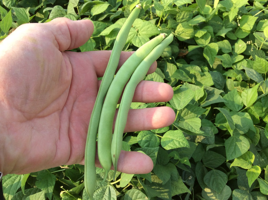 Green Crop Bean Seeds