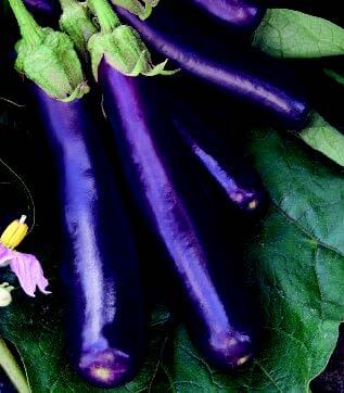 Bulk: Hansel Hybrid Eggplant Seeds