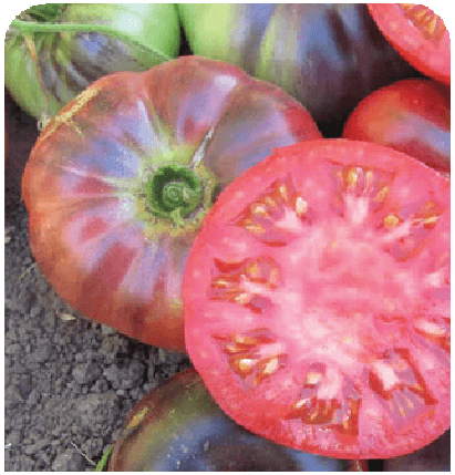 Indigo Blue Beauty Tomato Seeds