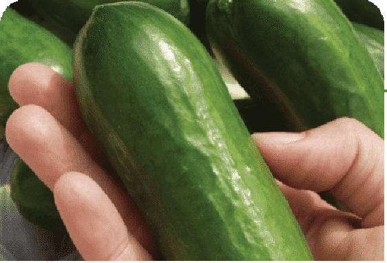 Bulk: Iznik Hybrid Cucumber Seeds