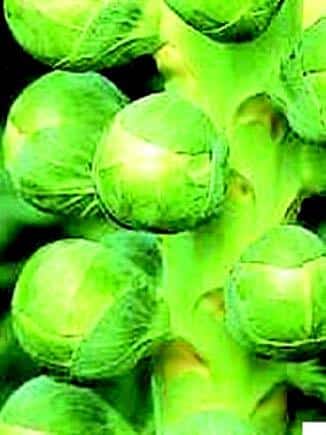 Bulk: Jade Cross Hybrid Brussels Sprout Seeds