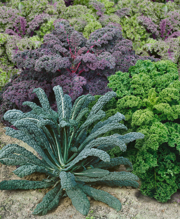 Bulk: Garden Blend Kale