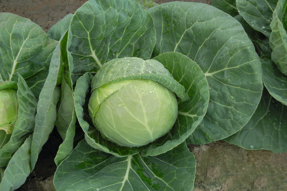 Katarina Hybrid Cabbage Seeds — Seeds 'n Such