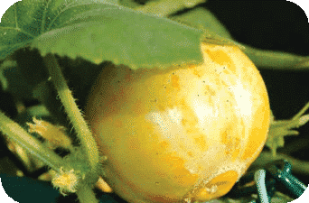 Bulk: Lemon Cucumber Seeds