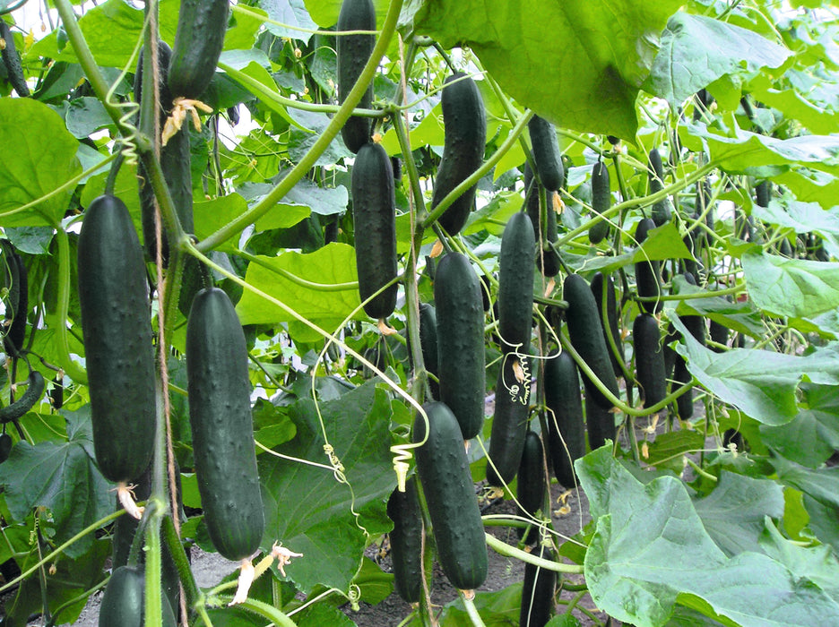 Bulk: Lisboa Hybrid Cucumber Seeds