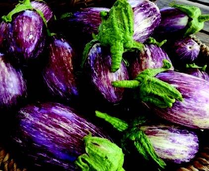Listada de Gandia Eggplant Seeds