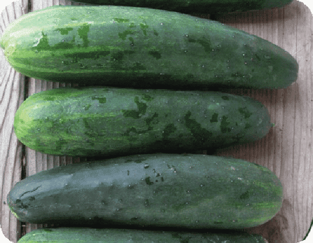 Bulk: Marketmore 76 Cucumber Seeds