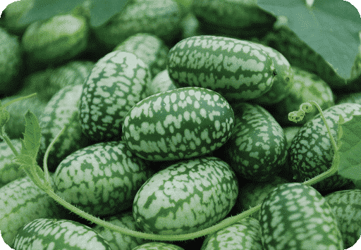 Bulk: Mexican Sour Cucumber Seeds