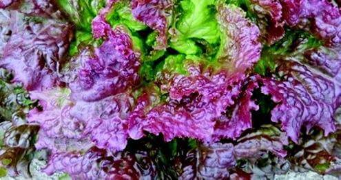 New Red Fire Lettuce Seeds