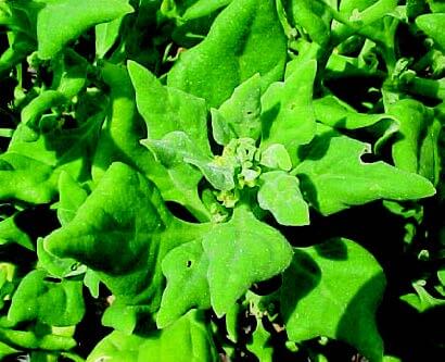 Bulk: New Zealand Spinach Seeds