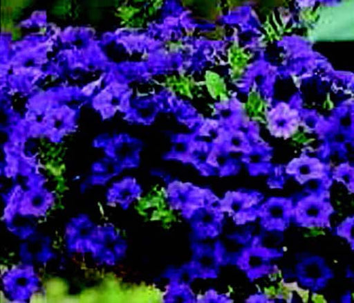 T&T Purple Wave Petunia Seeds - 20 Pelleted Seeds For Cascading Purple Flowers In Baskets & Garden Beds