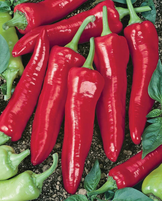 Bulk: Numex Big Jim Hot Pepper Seeds