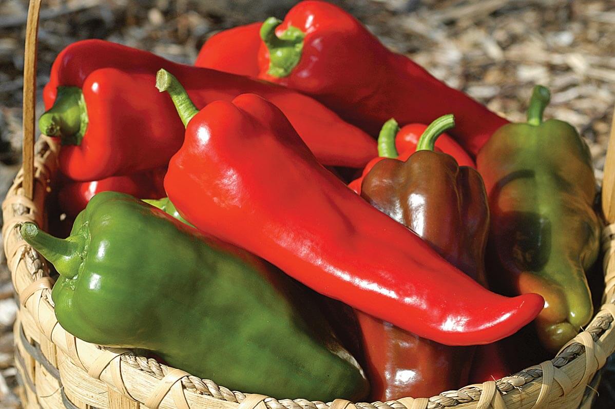 Seeds 'n Such Carmen Hybrid Pepper Seeds