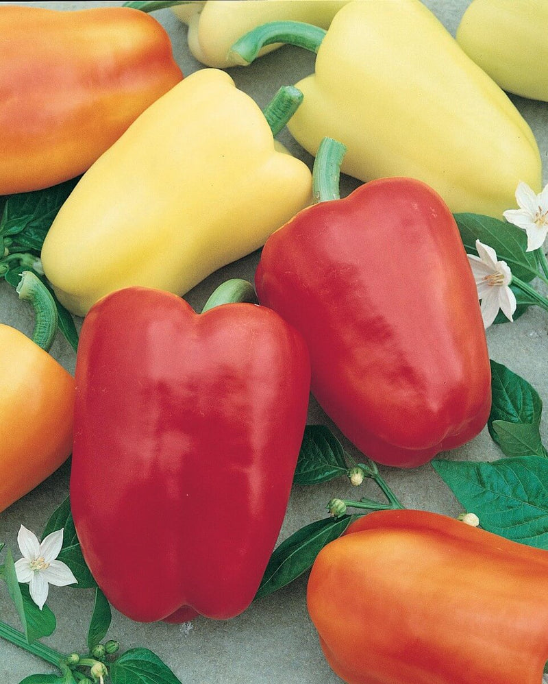 Bulk: Chablis Hybrid Sweet Pepper Seeds