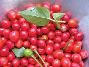 Bulk: Chiltepin Hot Pepper Seeds
