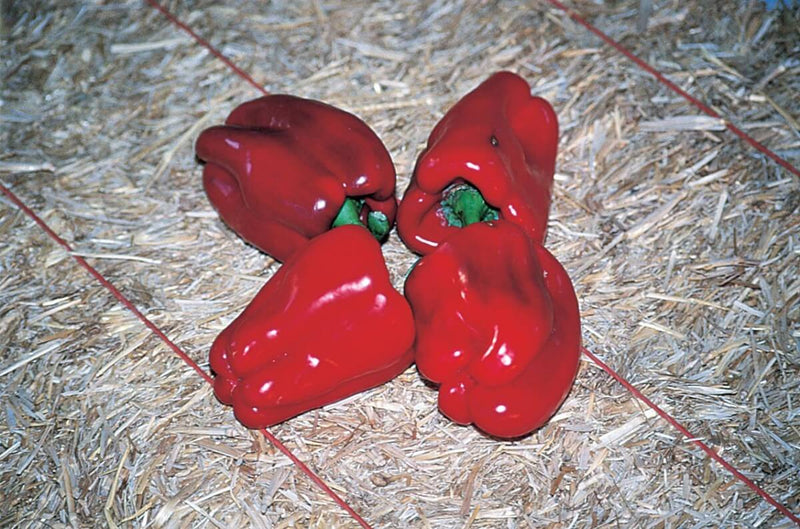 Bulk: Chinese Giant Bell Pepper Seeds