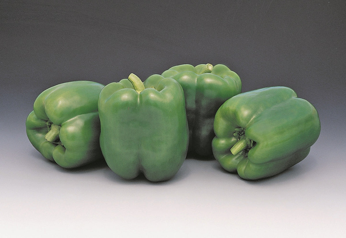 Encore Hybrid Pepper Seeds — Seeds 'n Such