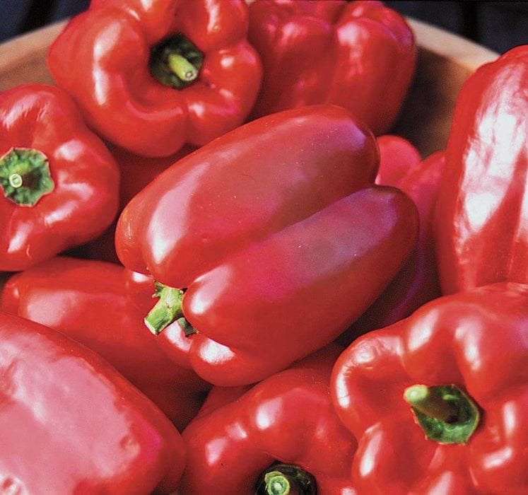 Bulk: King of the North Pepper Seeds