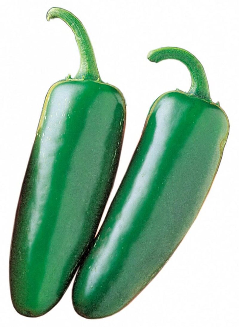 Bulk: Mucho Nacho Jalapeno Hybrid Hot Pepper Seeds (Treated)