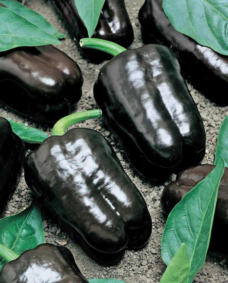 Bulk: Purple Beauty Bell Pepper Seeds