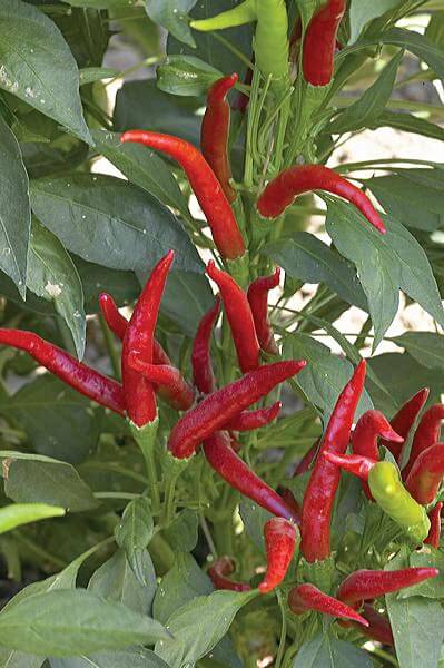 Bulk: Thai Hot Pepper Seeds
