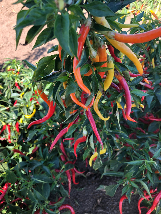 Bulk: Cayenne Sweetness Hybrid Pepper Seeds