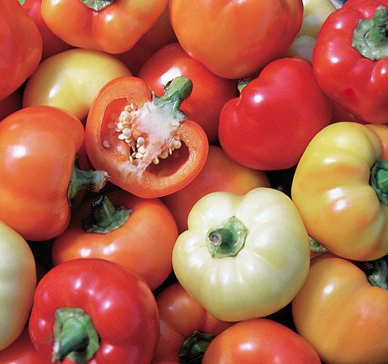 Bulk: Alma Paprika Pepper Seeds