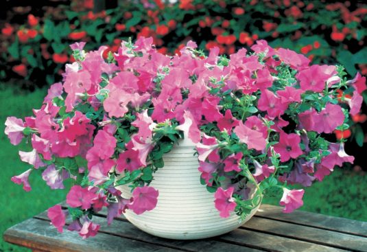Bulk: Lavender Wave Petunia Seeds