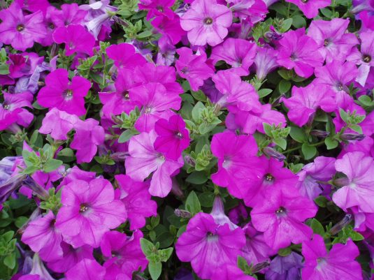 Bulk: Lavender Wave Petunia Seeds