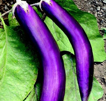 Bulk: Ping Tung Long Eggplant Seeds