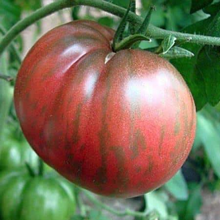 Bulk: Pink Berkeley Tie-Dye Tomato Seeds
