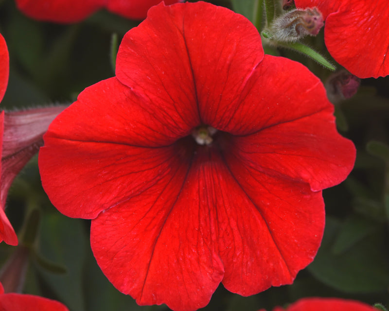 Bulk: E3 Easy Wave Red Hybrid Spreading Petunia