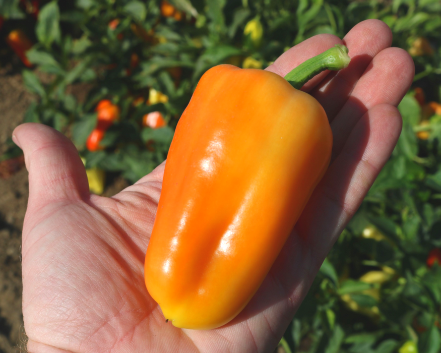 Bulk: Gypsy Hybrid Pepper Seeds