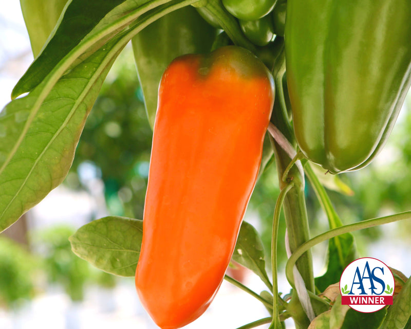 Bulk: Orange Blaze Hybrid Pepper Seeds