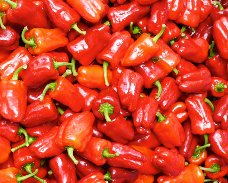 Bulk: Cajun Belle Hybrid Bell Pepper Seeds