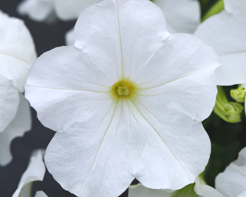 Bulk: E3 Easy Wave White Hybrid Spreading Petunia