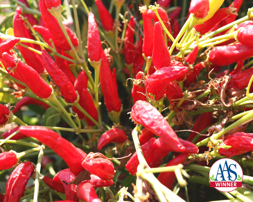 Bulk: Super Chili Hybrid Hot Pepper Seeds