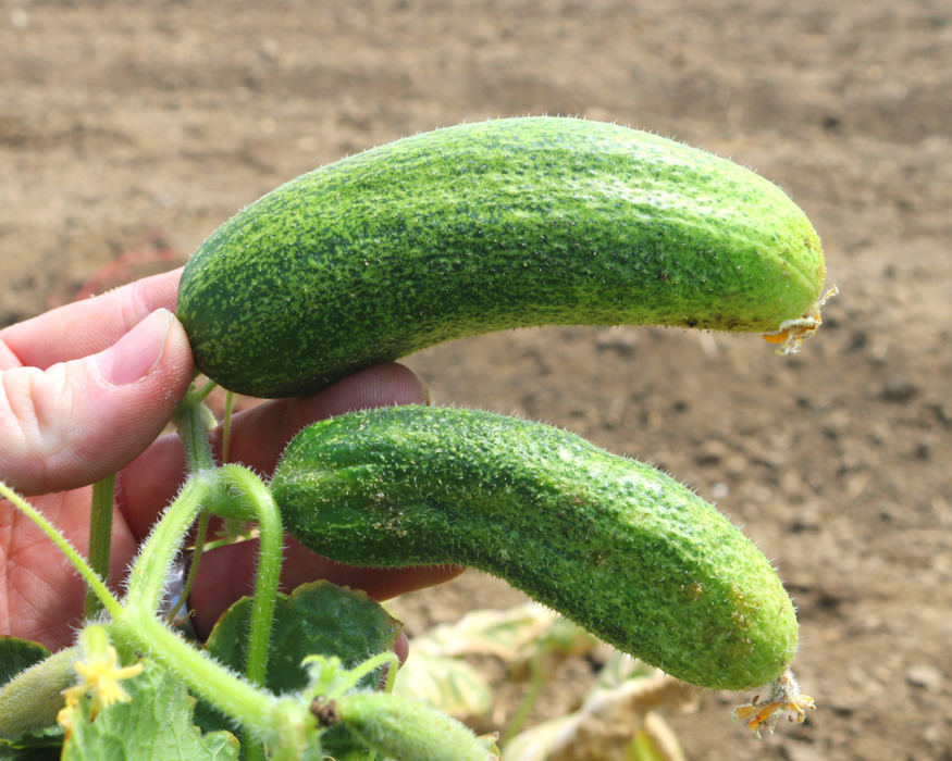 Bulk: Corentine Pickling Hybrid Cucumber Seeds