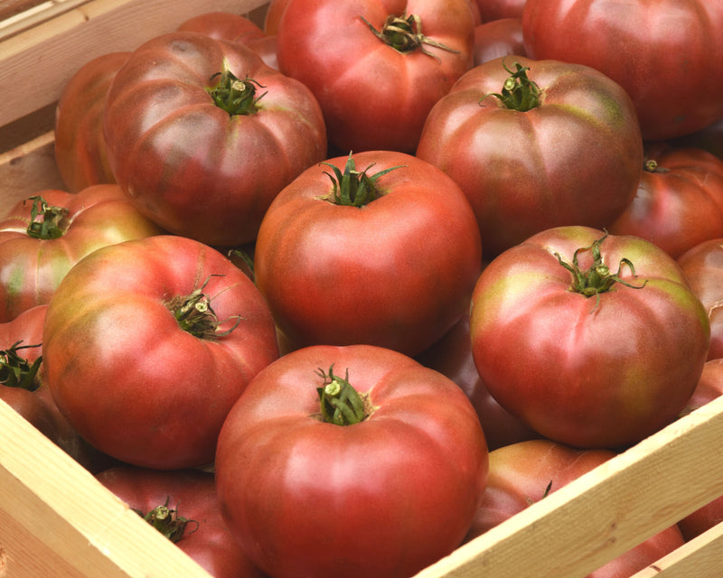 Darkstar Hybrid Tomato Seeds