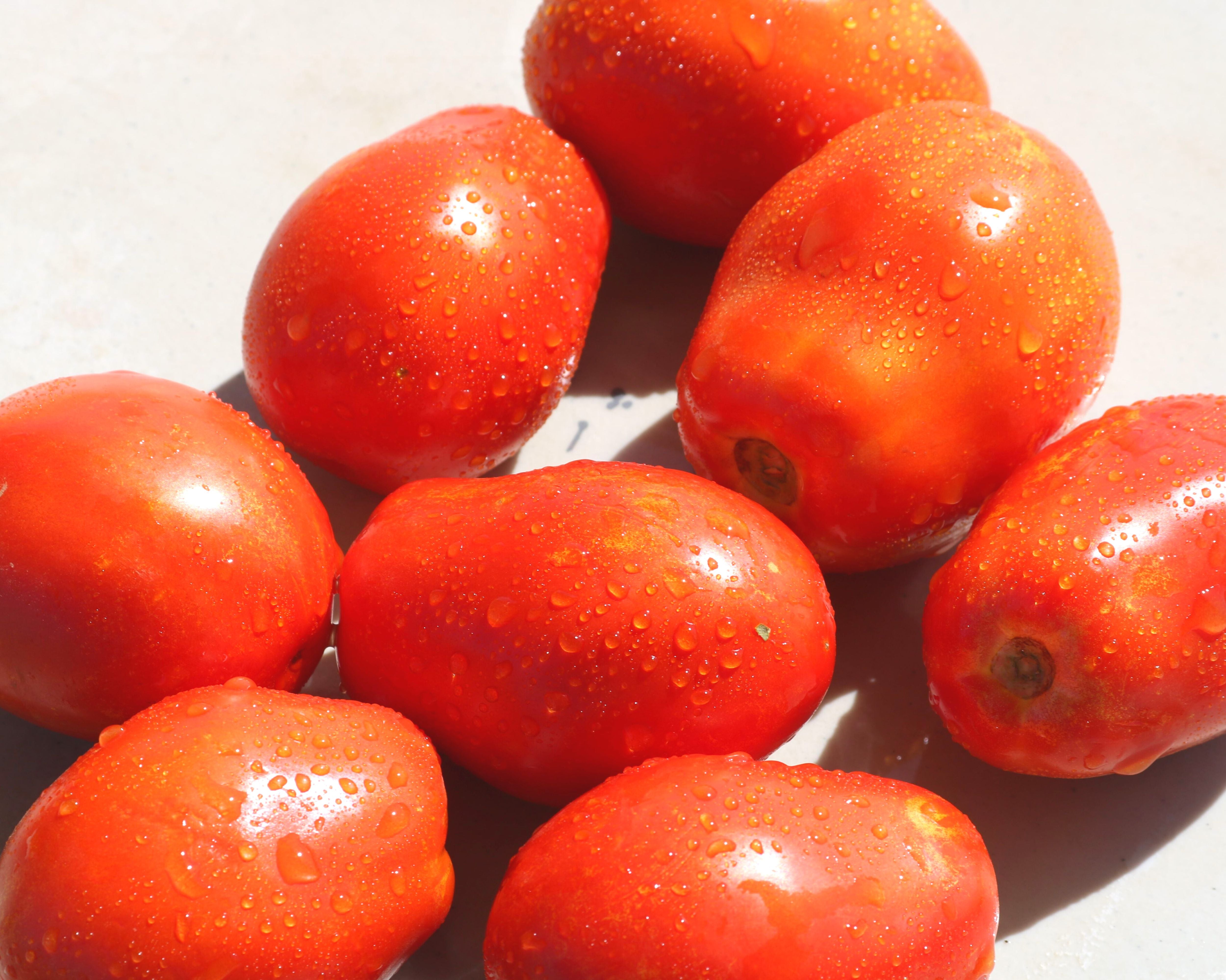 Yaqui Hybrid Tomato Seeds — Seeds 'n Such
