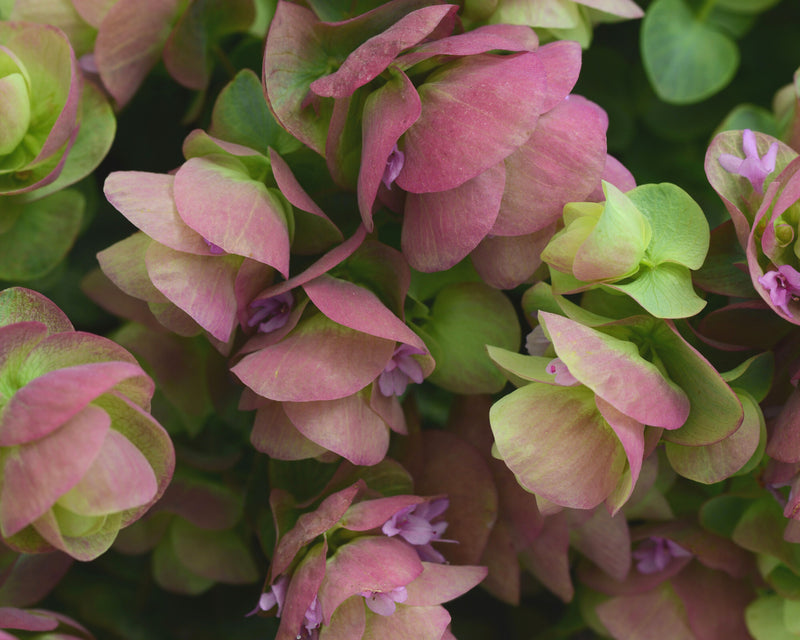 Bulk: Kirigami Ornamental Oregano