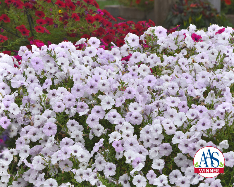 Bulk: Hybrid Tidal Wave® Silver Spreading Petunia Seeds
