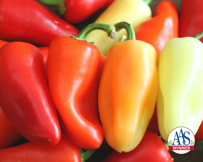 Bulk: Mariachi Hybrid Hot Pepper Seeds